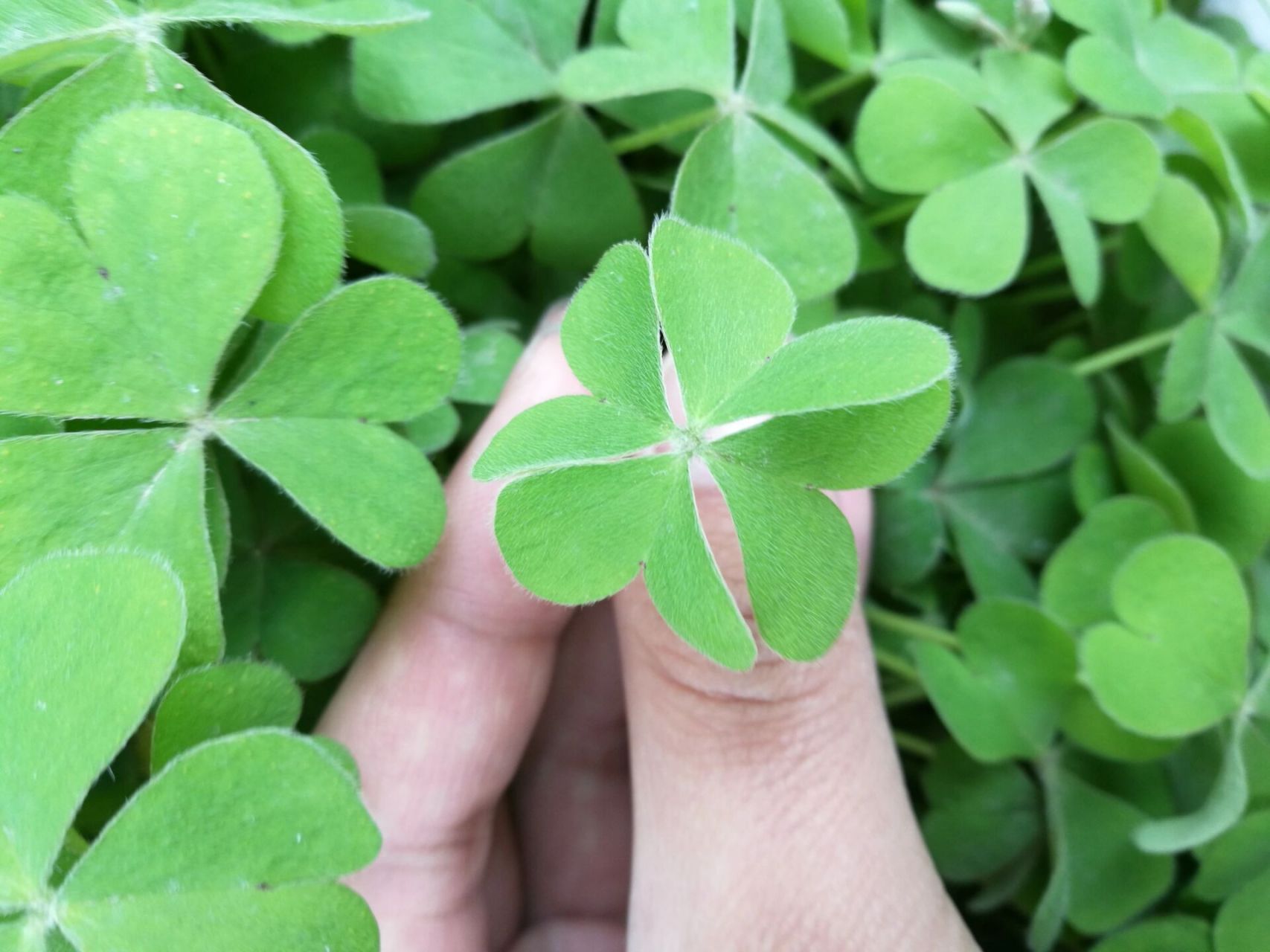 比四叶草更稀有的四叶酢浆草  你见过吗?