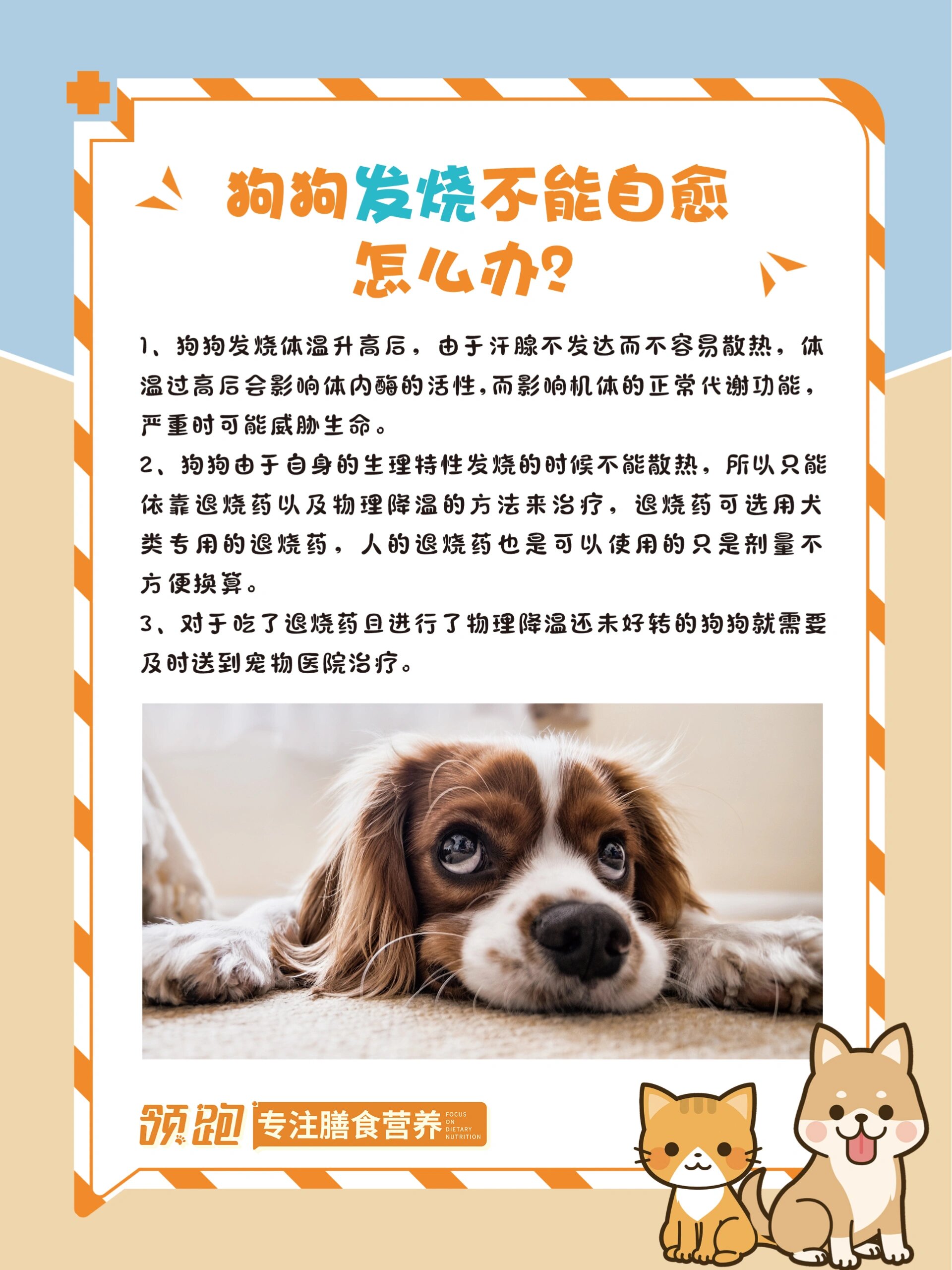 狗狗发烧不能自愈怎么办?
