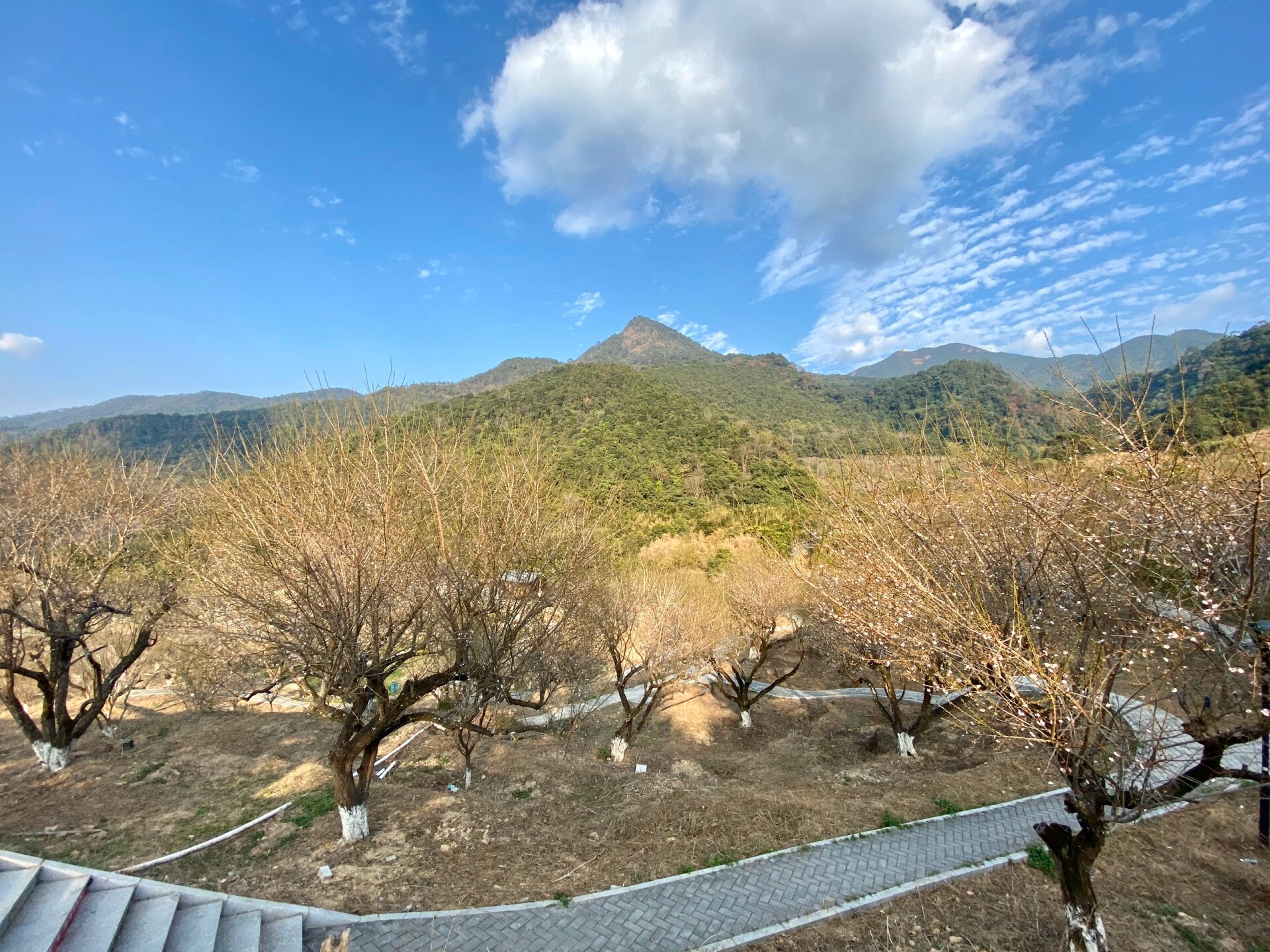 自驾游去惠州惠东梁化梅园看梅花啦 99具体地址 惠州市惠东县梁化镇