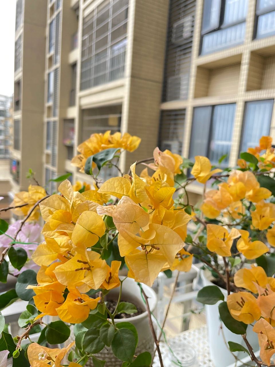 东阳台 | 非常勤花的加州黄金(三角梅) 这个加州黄金三角梅在我东阳台