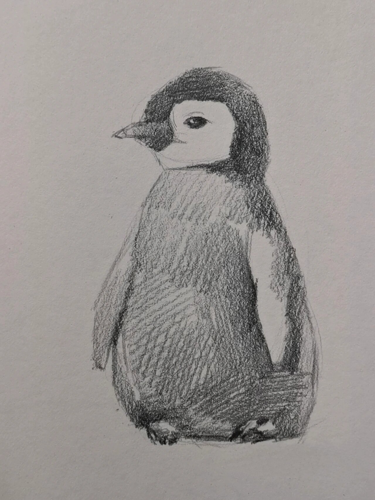 素描小企鹅 绘画过程图文详解