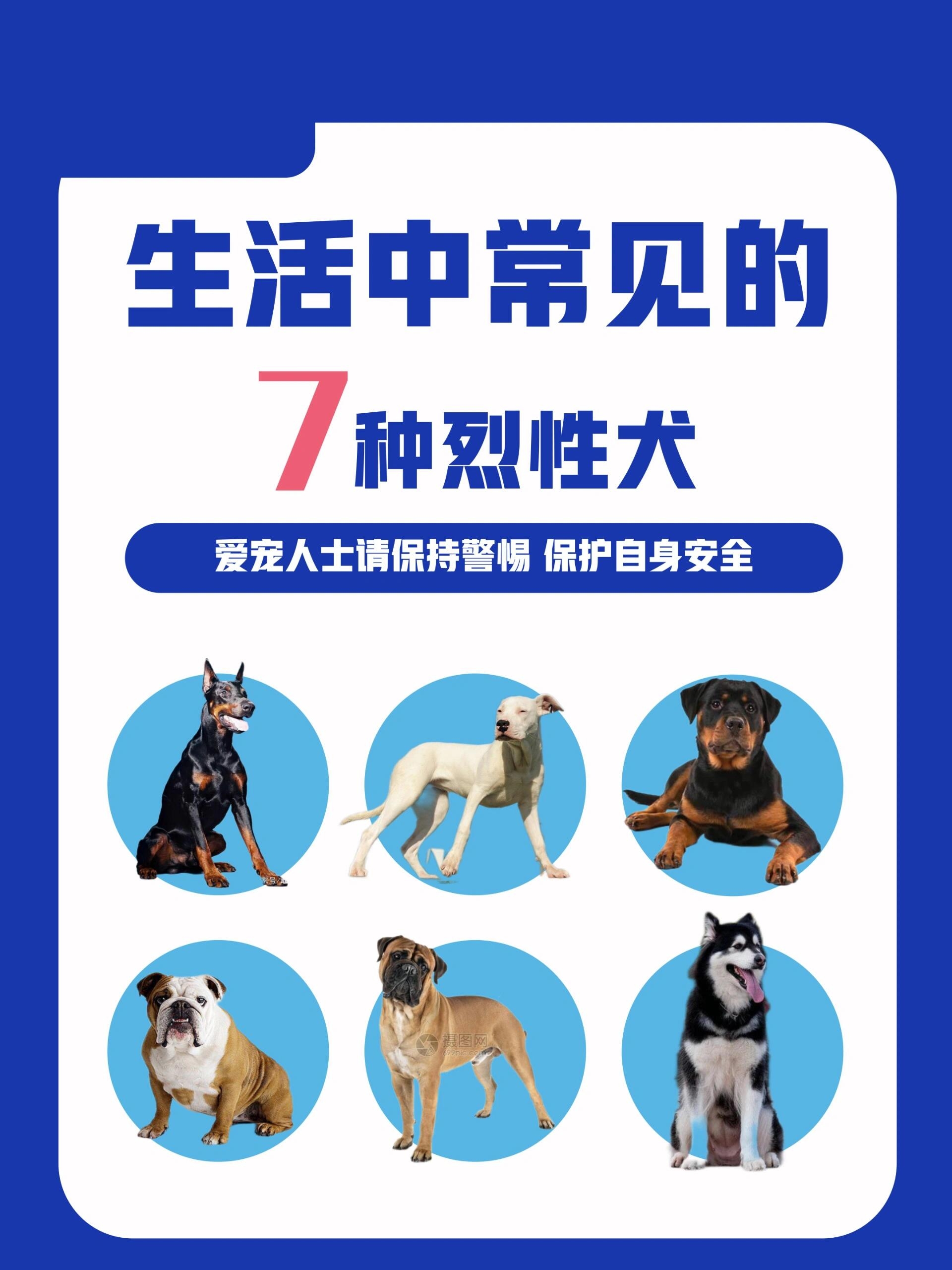 烈性犬图片名字图片