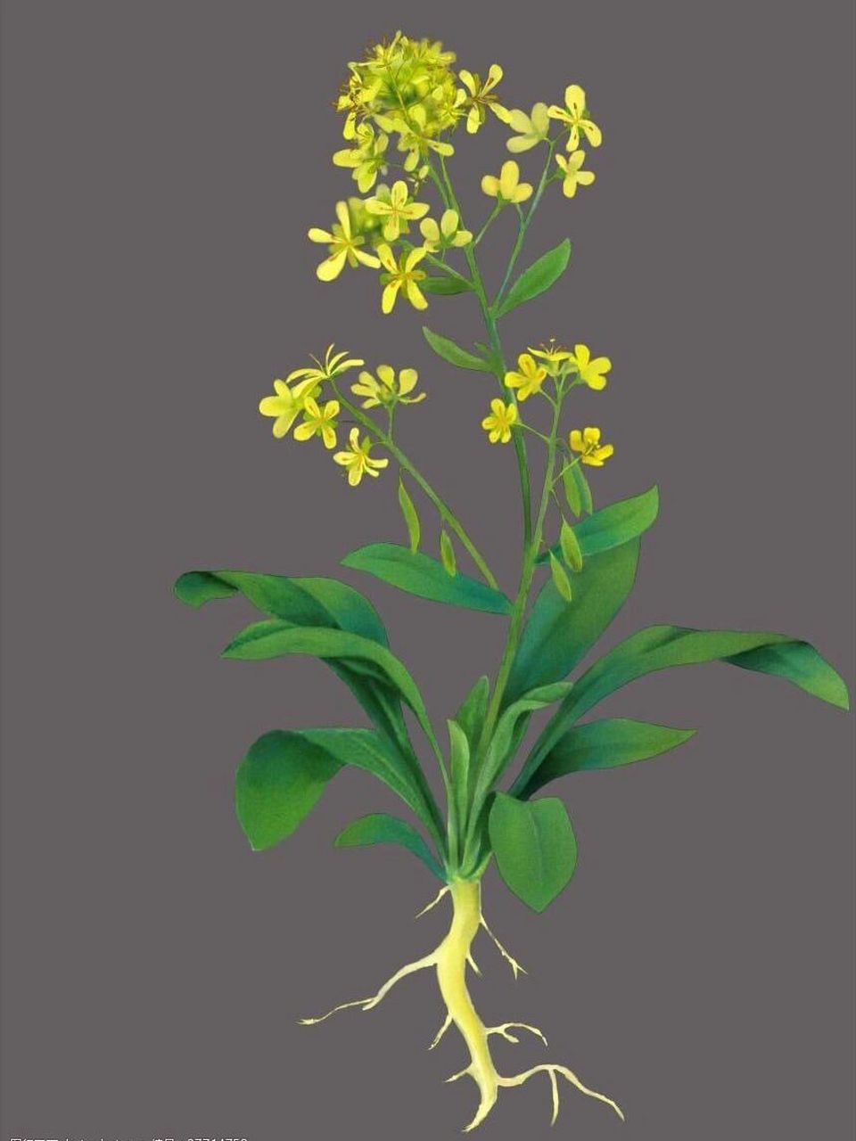 中草药科普——板蓝根 板蓝根是中药中的植物药,为十字花科植物菘蓝的