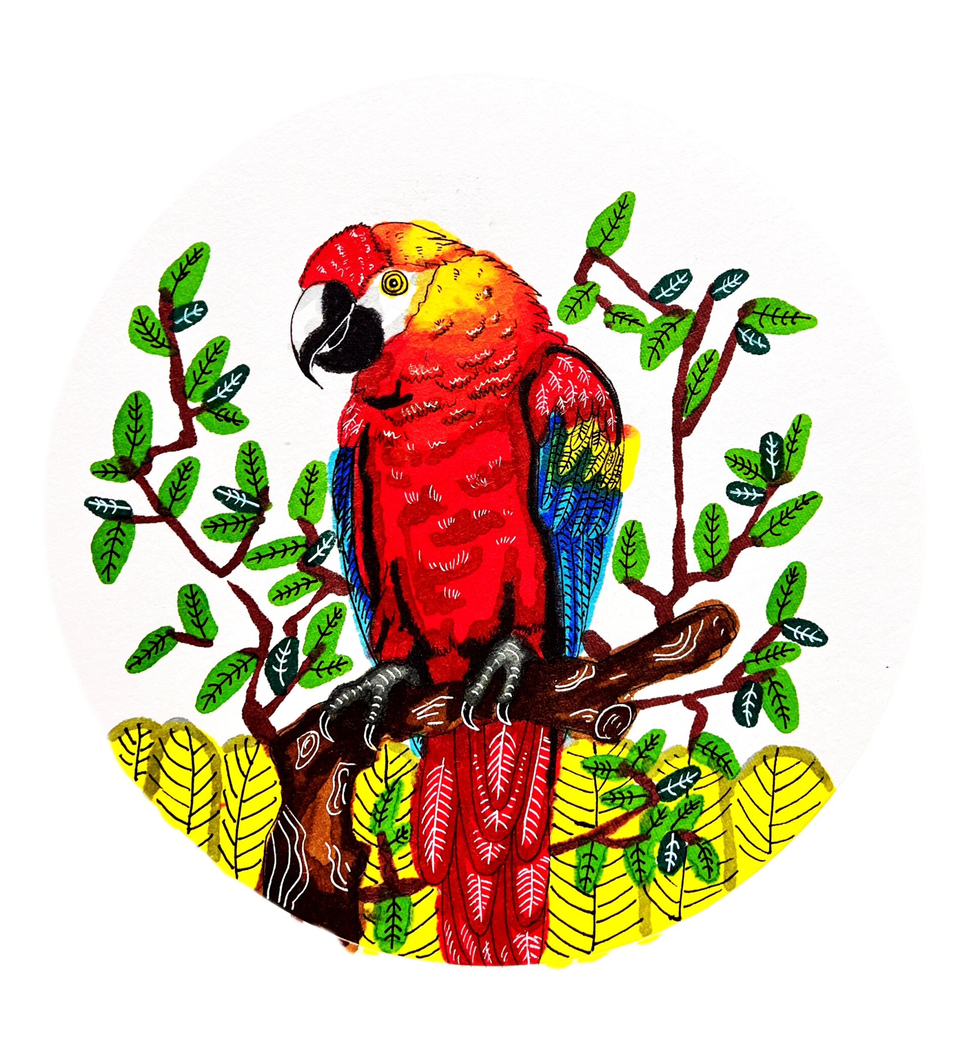 《鹦鹉》🦜写生