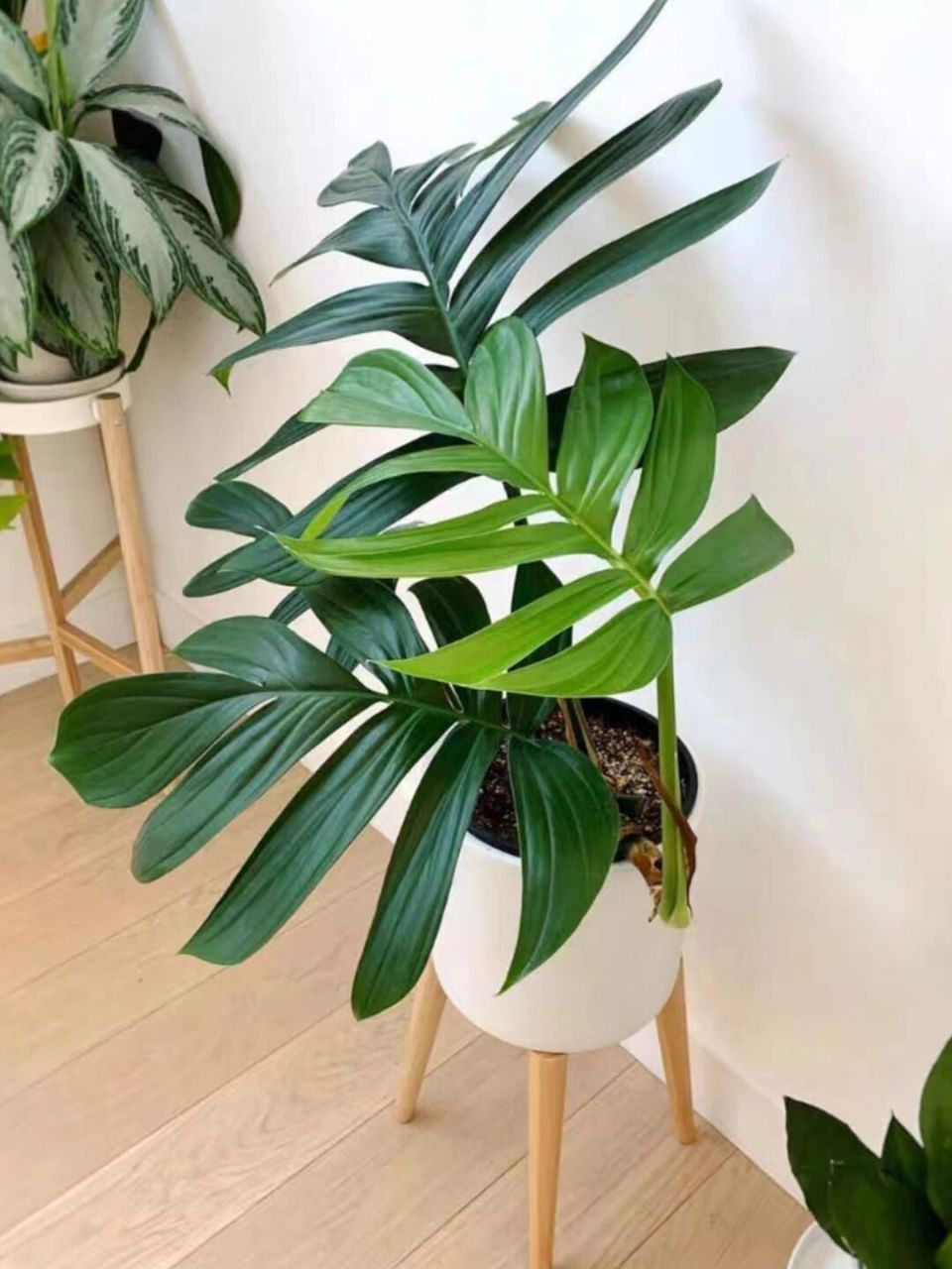 每天一个花植养护知识 | 麒麟尾 今天给友友们介绍一种小众的植物