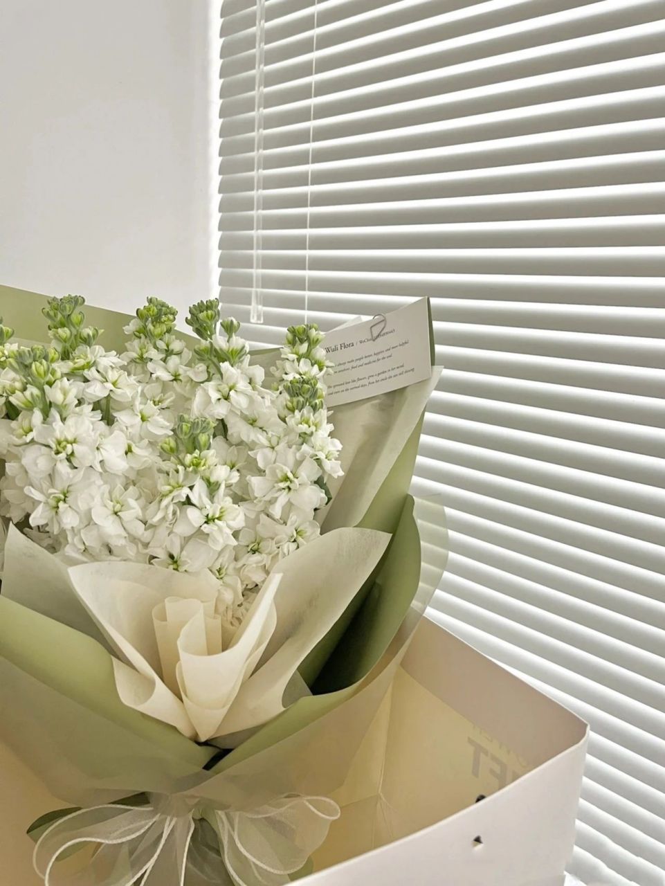 每日一花|白色紫罗兰 白色紫罗兰花语:清凉舒爽,忠诚的心和抓住幸福