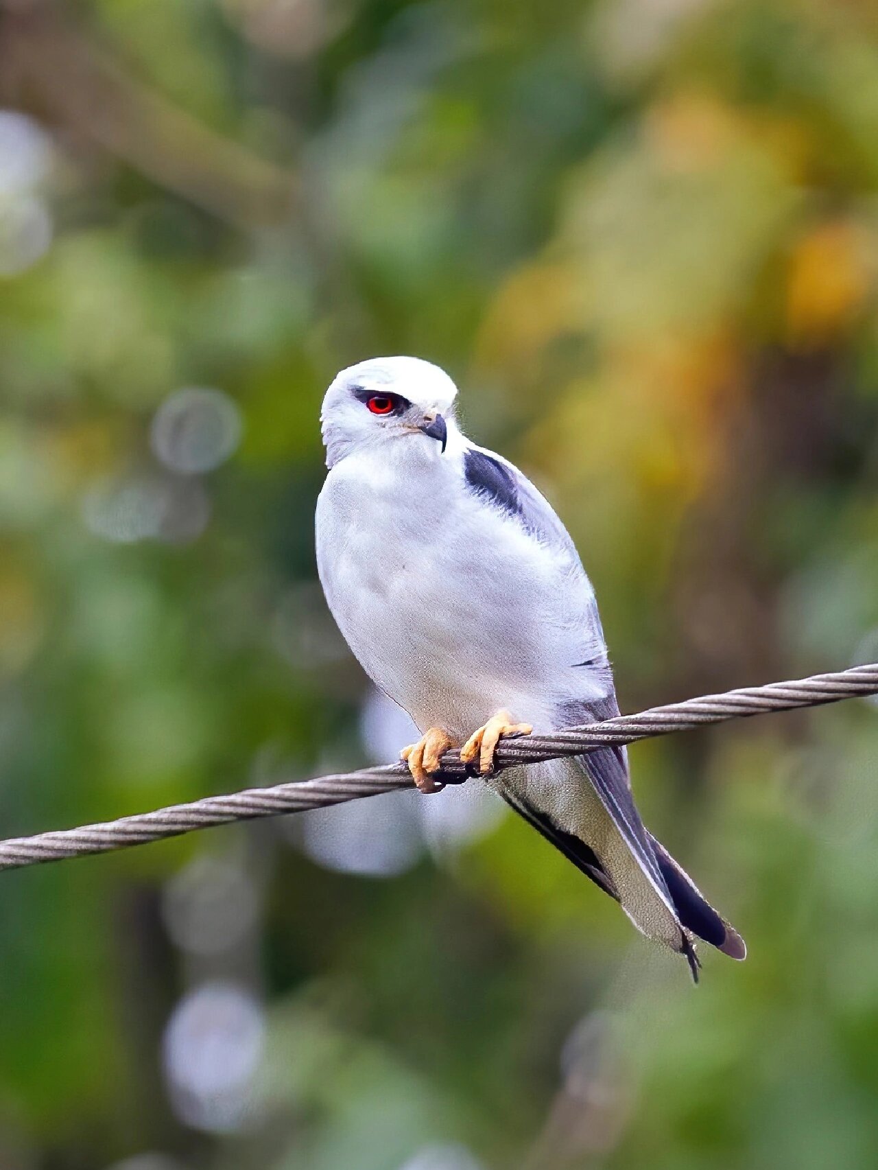 血红色眼睛的英气小猛 | 黑翅鸢
