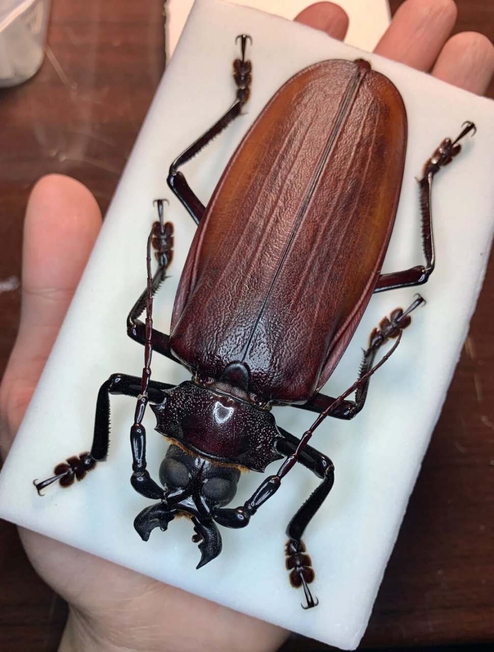 产于南美洲～世界上最大的天牛,像一个放大号的国产蔗根土天牛[笑哭]