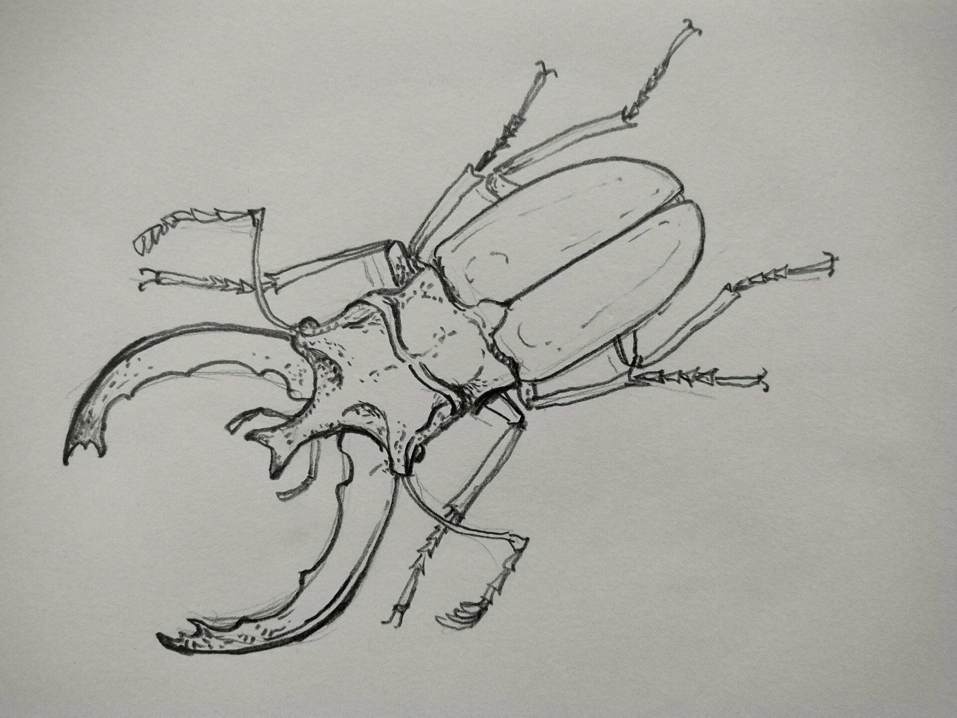 彩铅画——《锹甲》