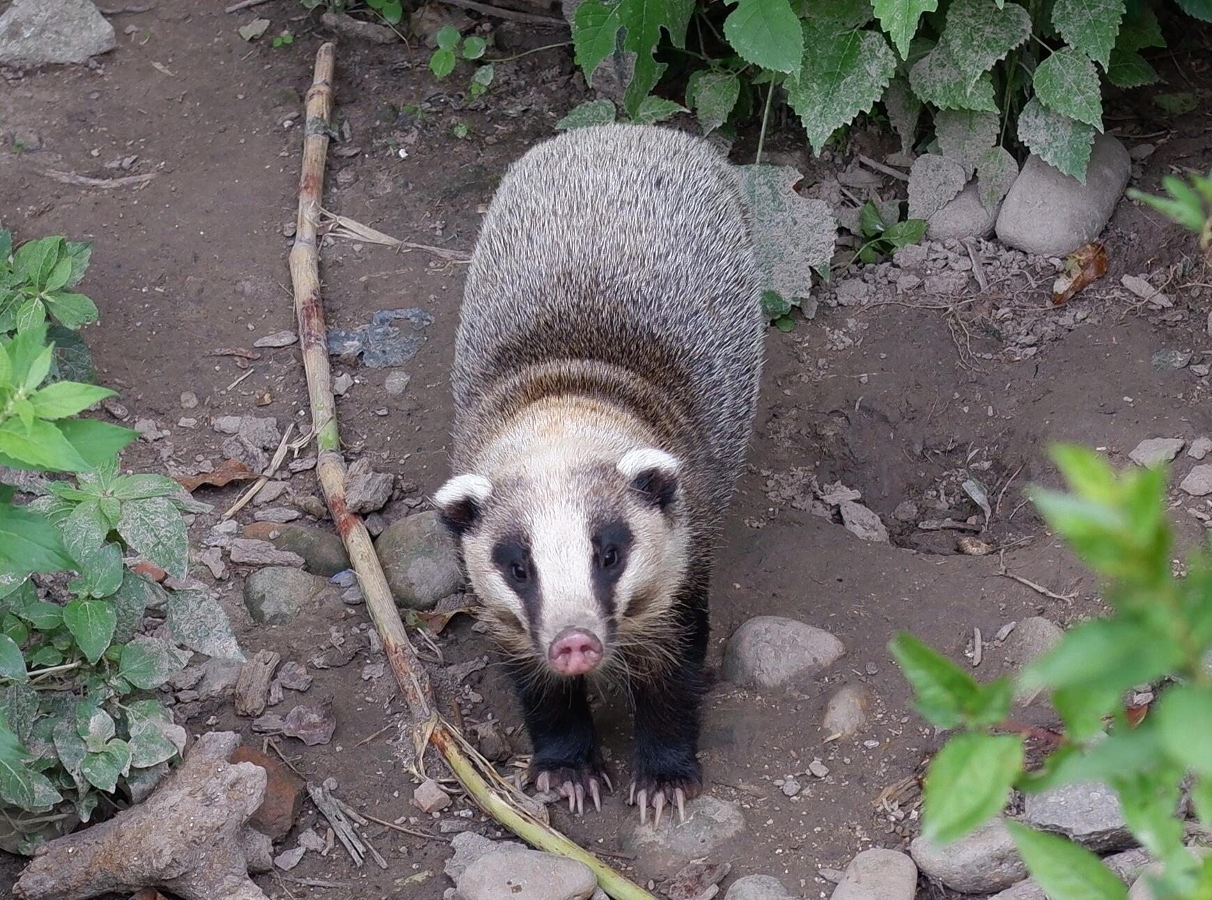 我是小猪獾,不是小狗獾哦