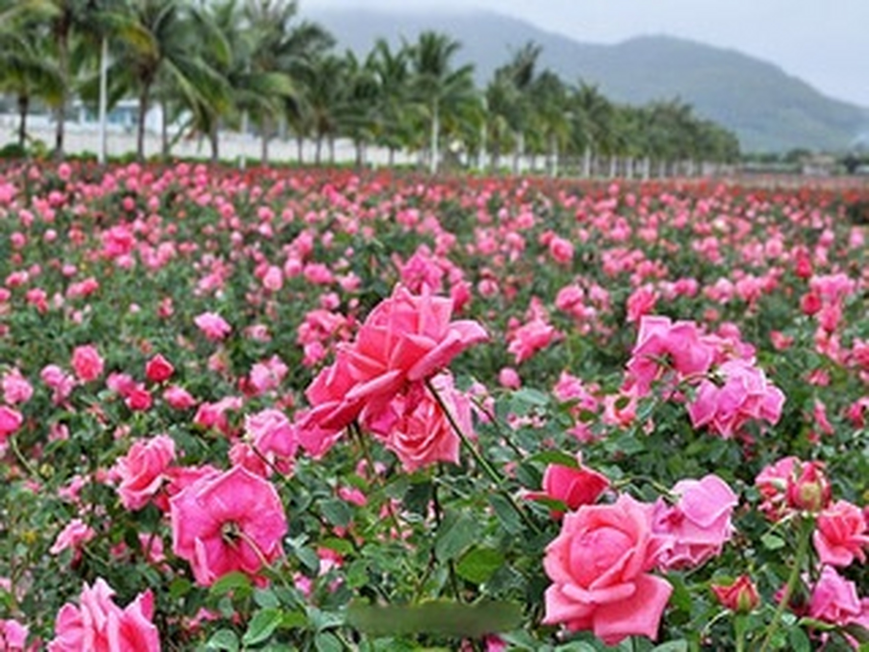 小芒在线聊#  你去过三亚亚龙湾玫瑰谷吗[鲜花][鲜花][鲜花]