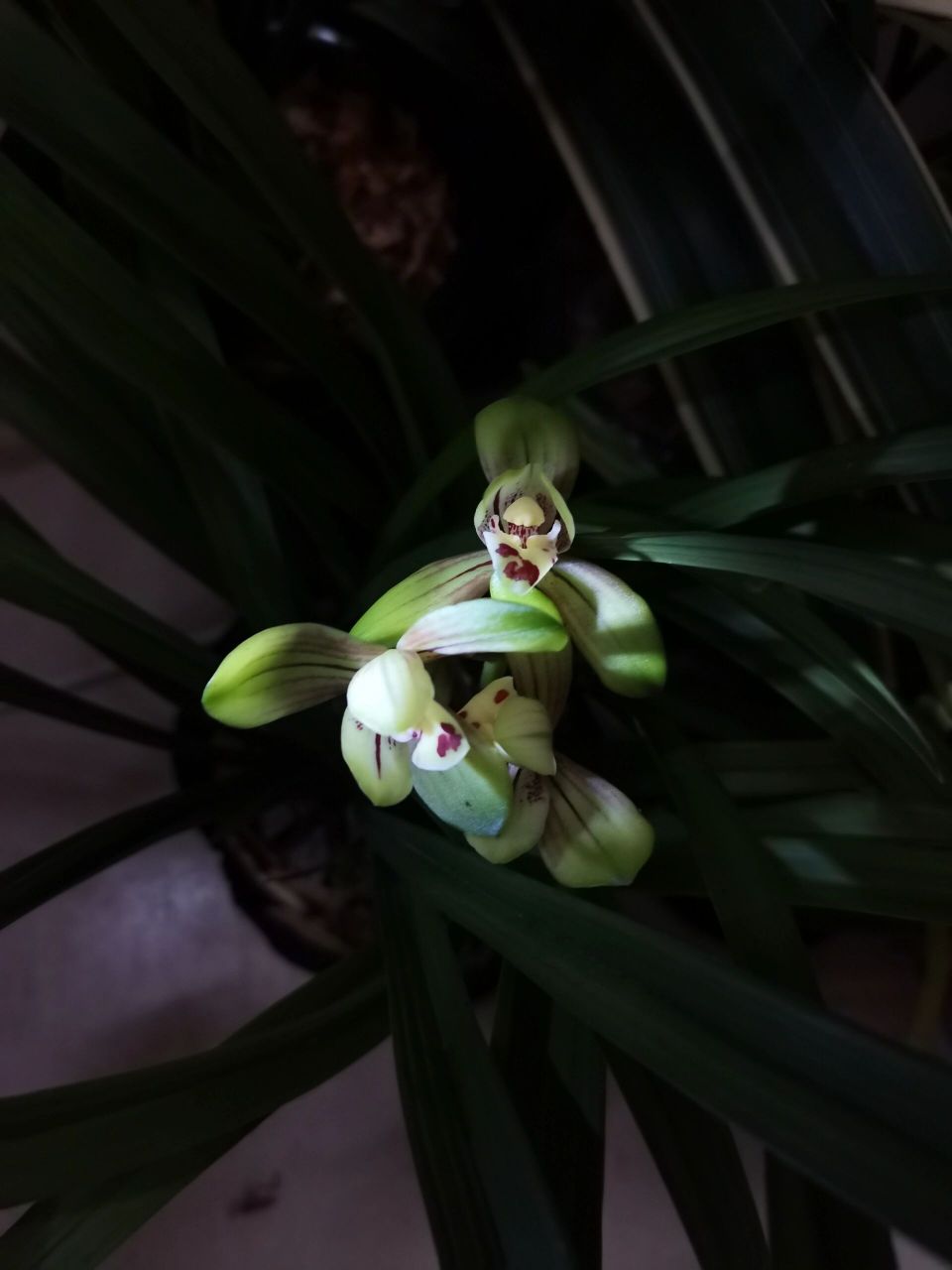 建兰-忆香荷 真的跟名字一样香,清香,沁人心脾