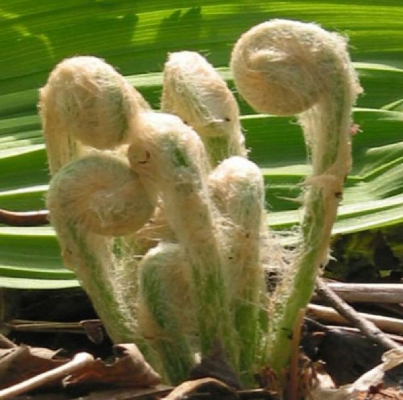 吉林省野菜——牛毛广(薇菜)  粗茎鳞毛蕨(牛毛黄),密毛和猴子腿的毛