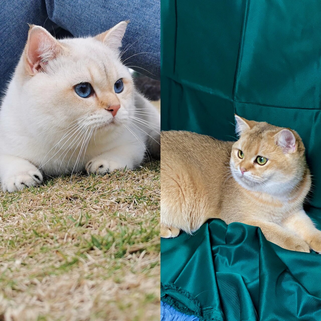 金点和金渐层的区别 1,底层绒毛颜色不同 金渐层的