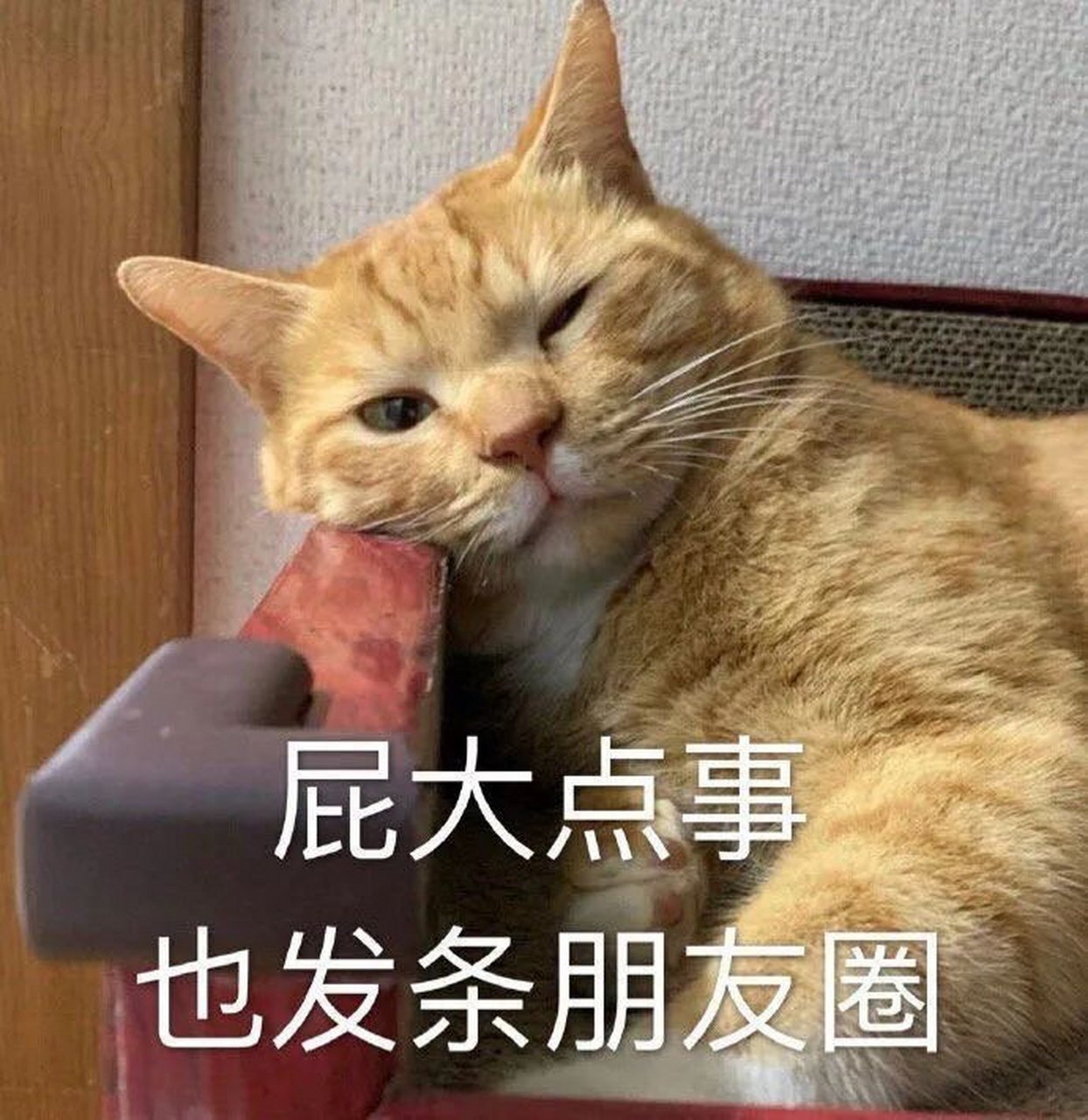 今日份快乐/猫咪表情包 各种猫咪小表情 2021加油91910606