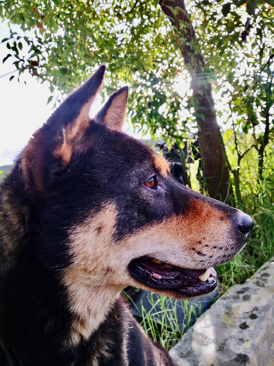 四眼铁包金 四眼铁包金田园犬,又称四眉犬,黄四眉,据老人说它是传说中