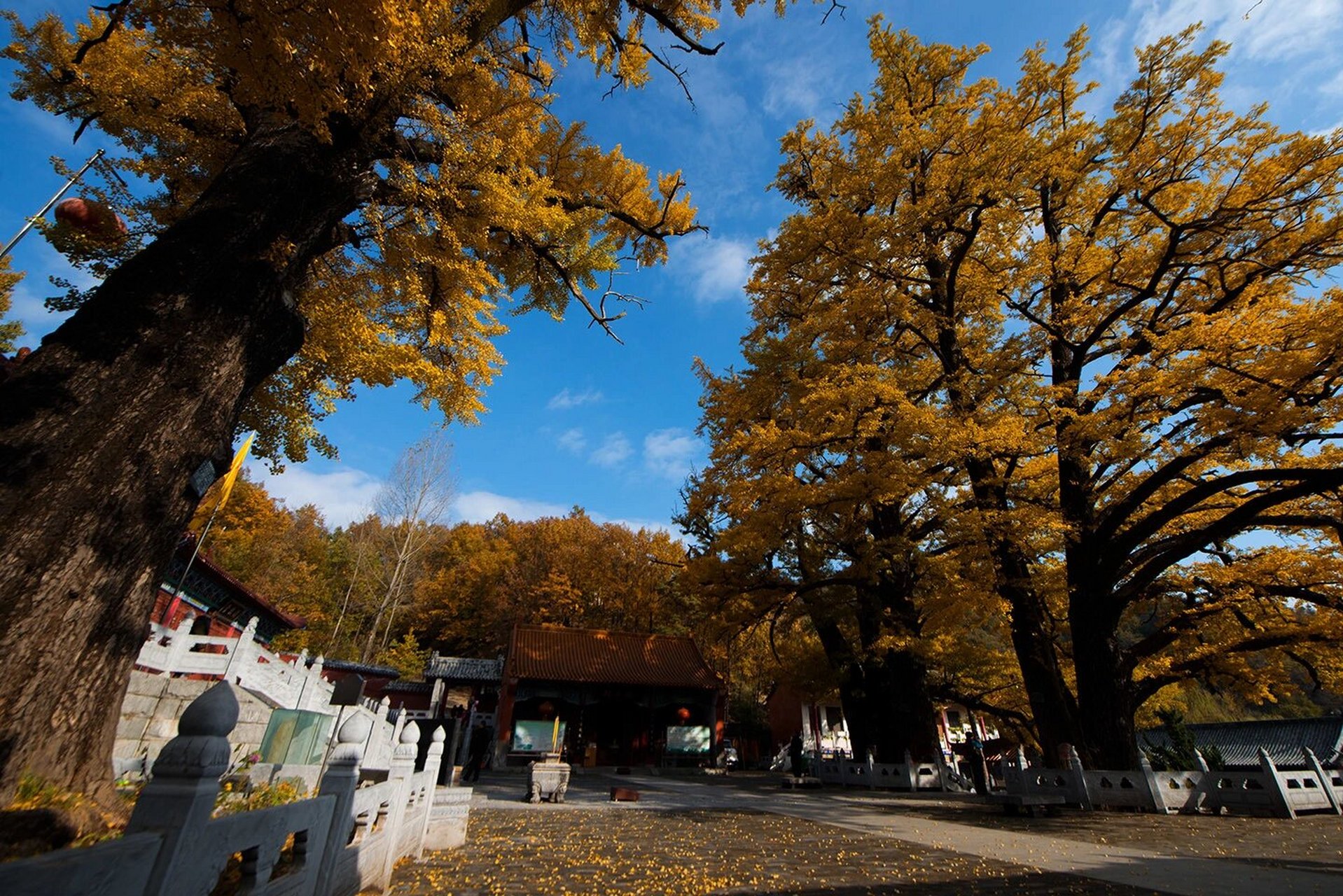 平顶山|金秋里的文殊寺 鲁山四棵树乡文殊寺的银杏即将进入最佳观赏期