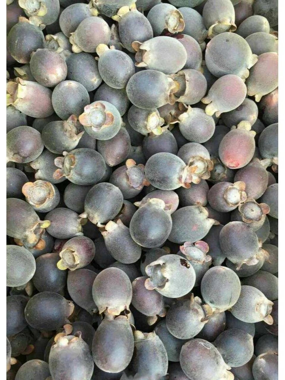 盘点广州市区有捻子果摘的公园/附具体位置 8215捻子果是广东广西