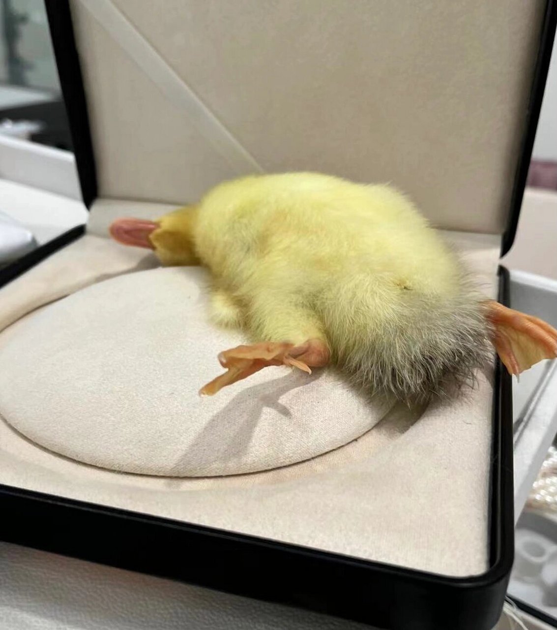 给你们看看小屁孩养的鸭子! 在他们手里有规矩的!要躺着睡觉!