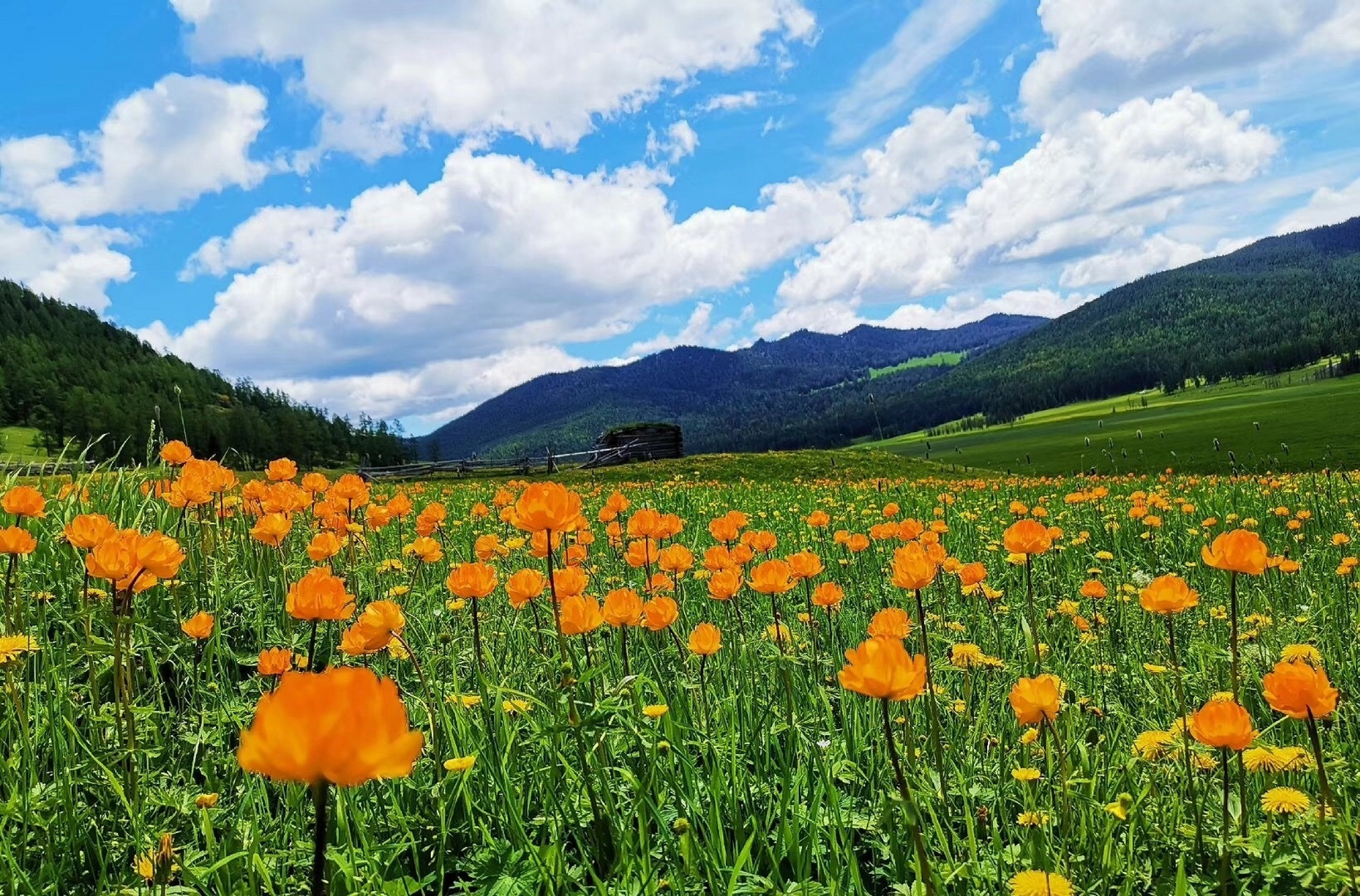 金莲花 迷倒了古人, 又迷醉了今人的金莲川 在金莲花盛开的季节, 静静