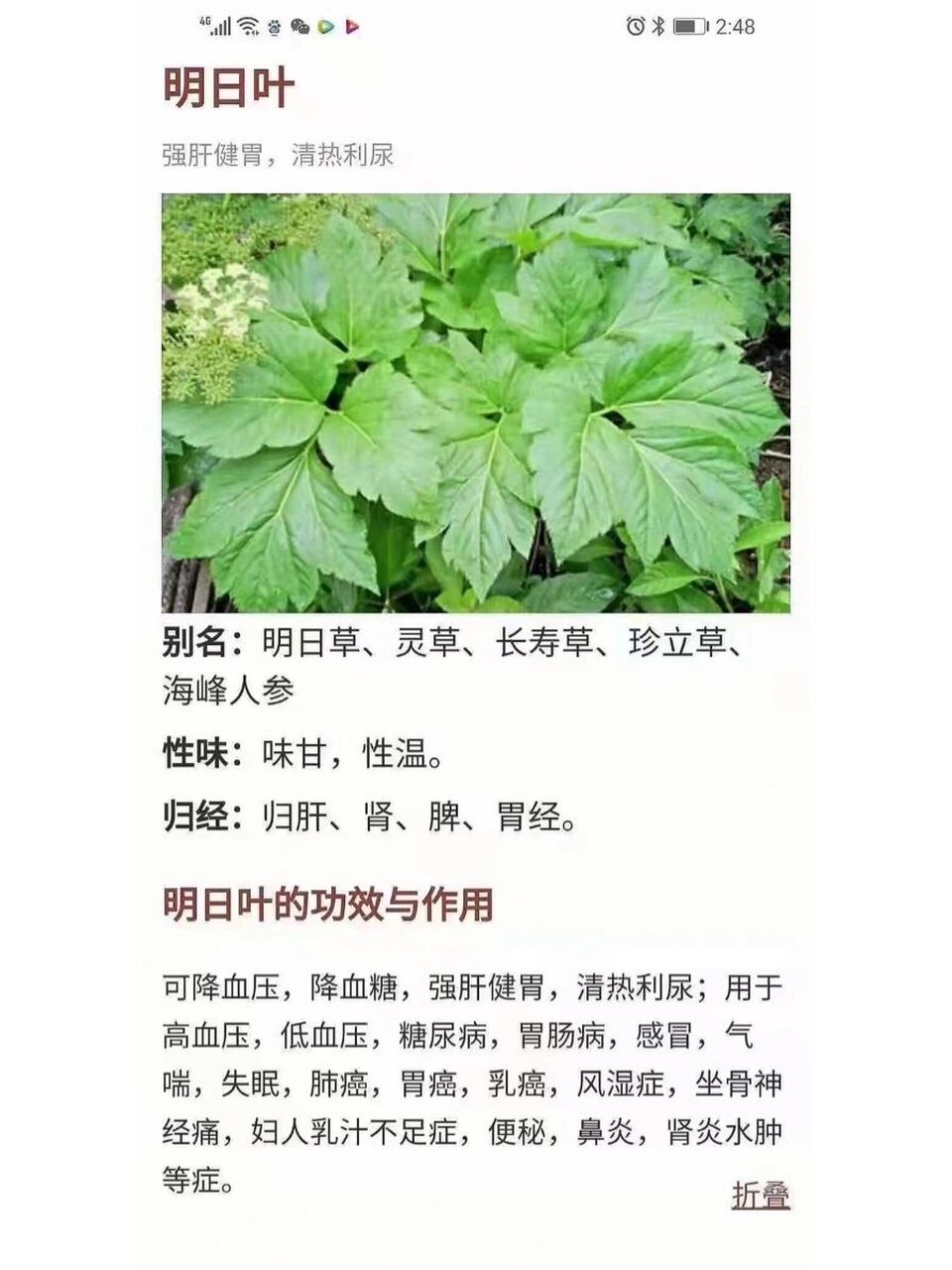 长寿草的功效与作用图片