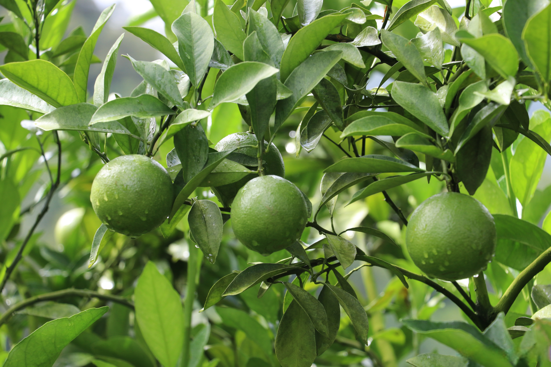 2023年产值突破2亿元】"琼中绿橙"作为海南知名品牌水果,国家农业部农