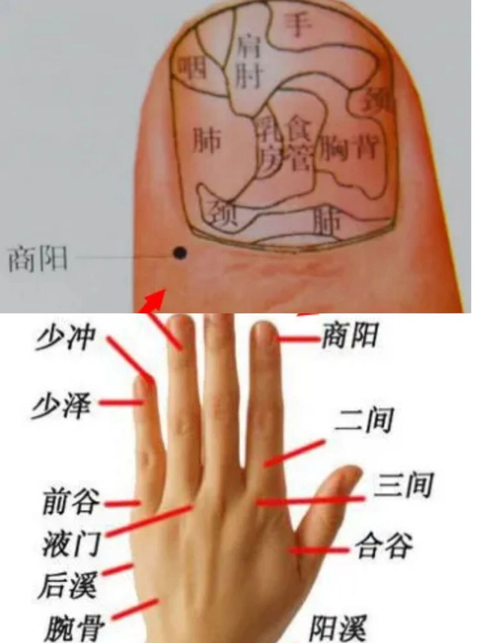 按摩商阳穴的作用与好处:提高xingyu,促进新陈代谢,治疗便秘,耳聋
