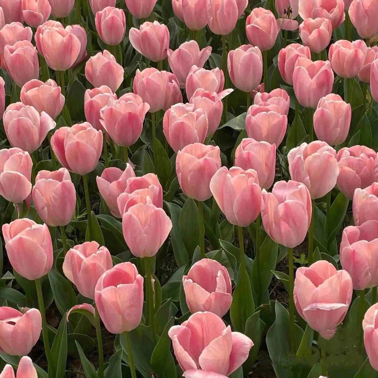 郁金香93壁纸 背景图