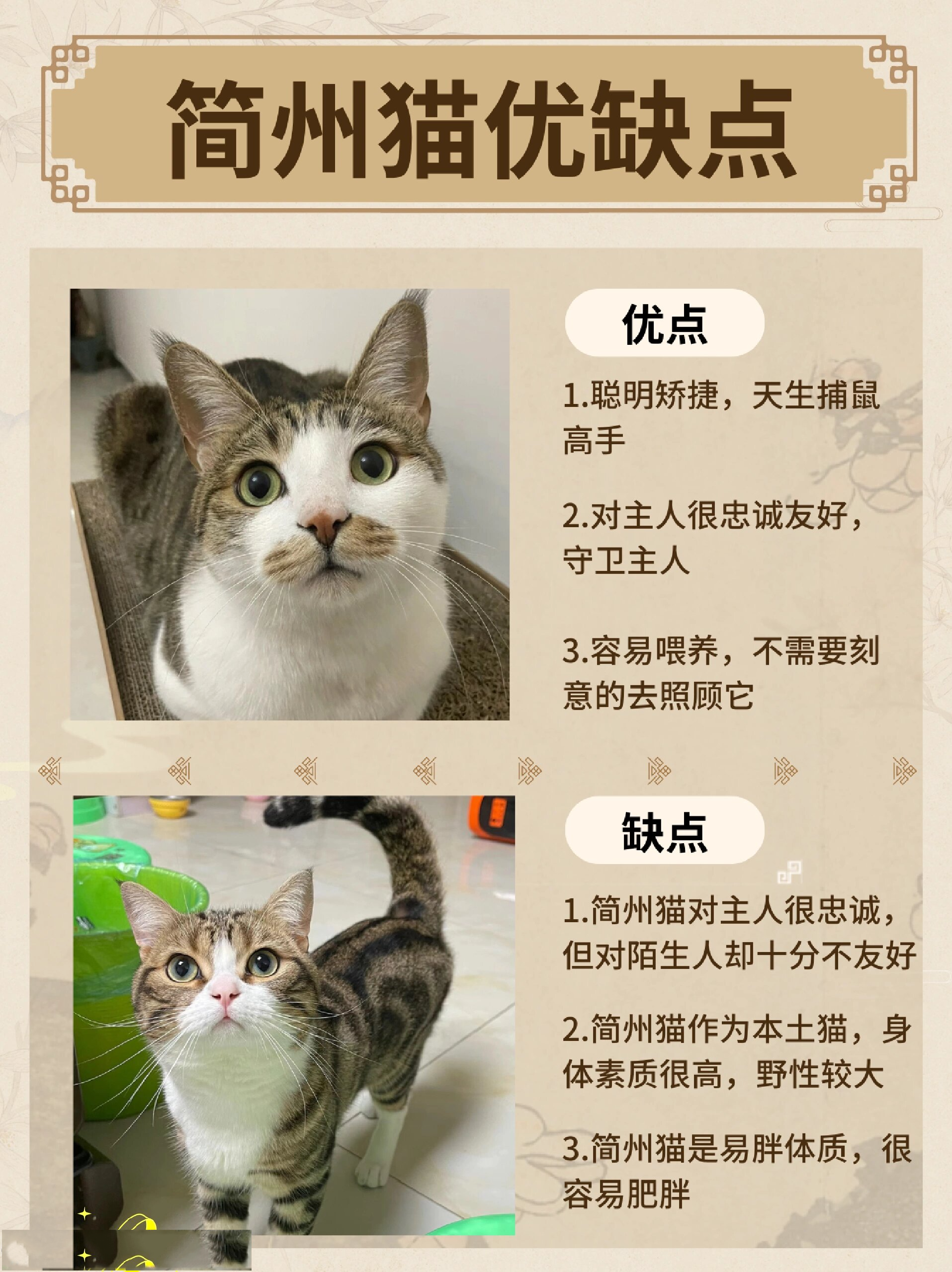 简州猫4个耳朵?过年好物避鼠"神猫"?