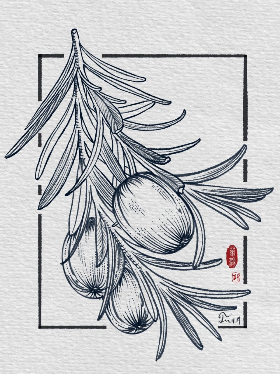 94钢笔速写|一种很有营养的坚果叫~香榧02   香榧:果实为坚果,营养