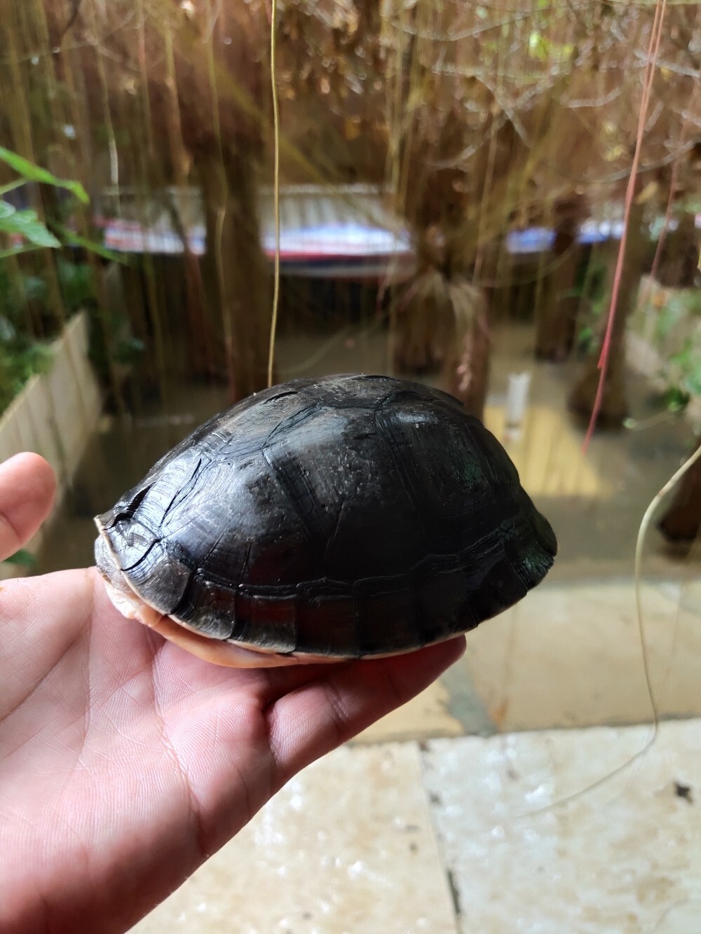 (1 【养龟分享】安布闭壳龟难养,为什么?