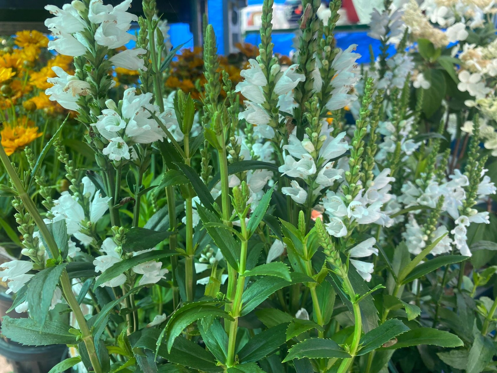 假龙头花(多年生) 939002woodbine02ave02王府井停车场花圃 31