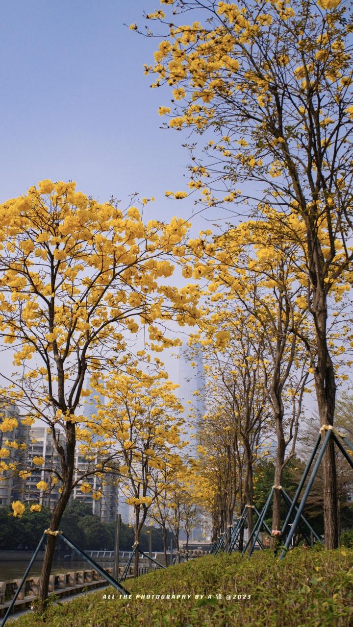 广州海傍黄花风铃图片