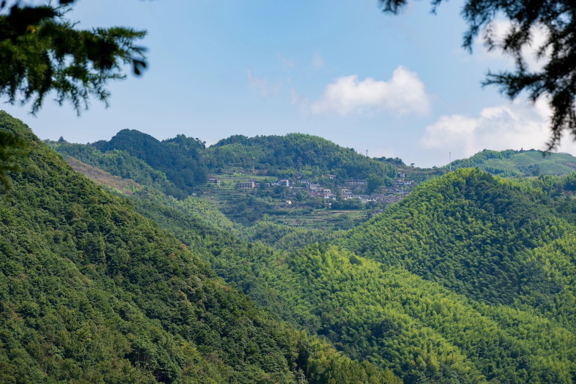 余姚市大岚镇柿林村 夏季景色 夏天的余姚市大岚镇柿林村,村子盛产