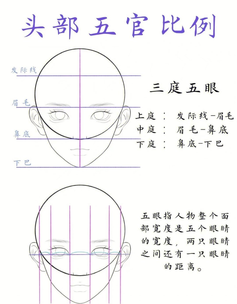 绘画人脸比例图片