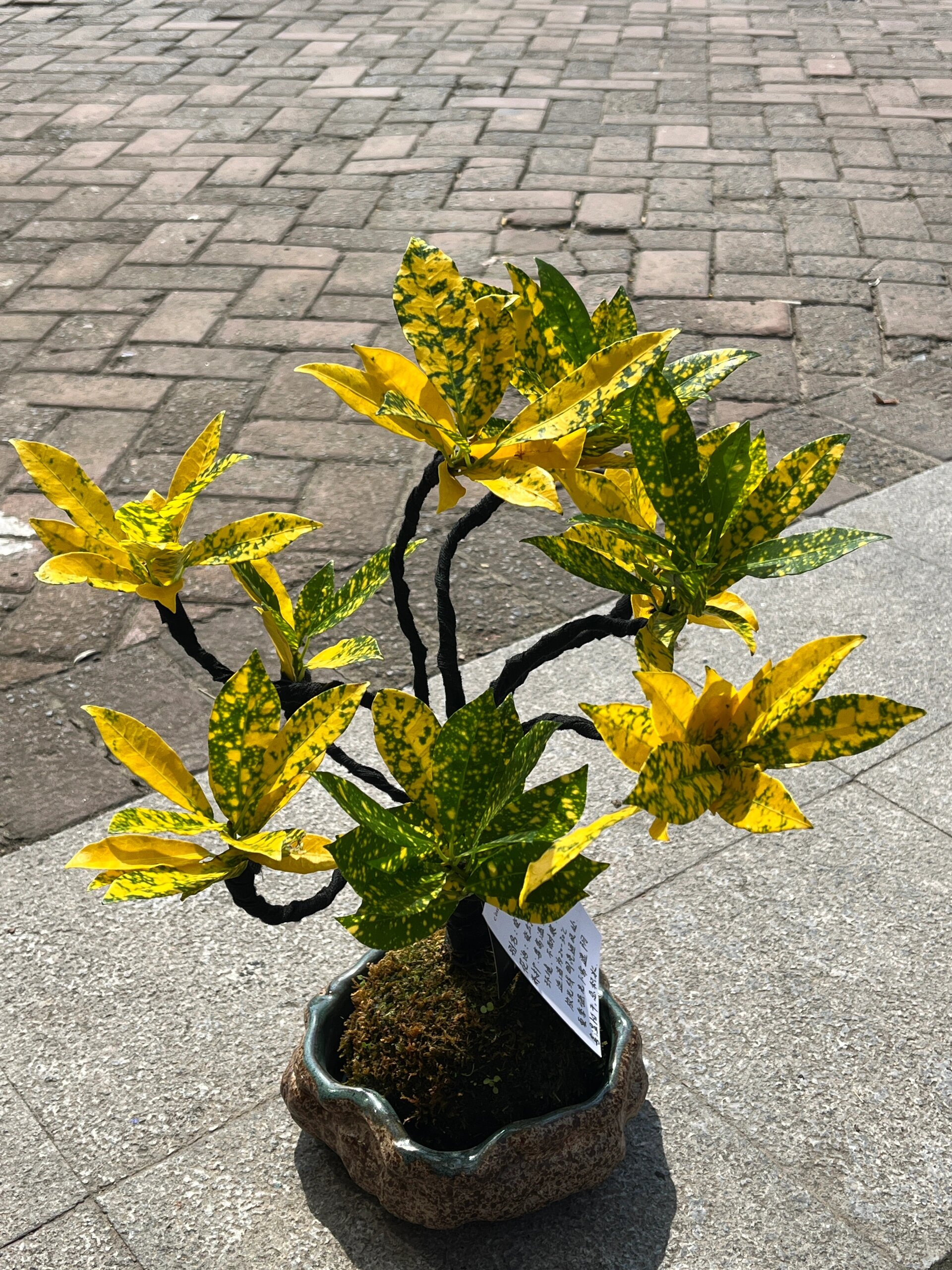 还有土培的盆景!