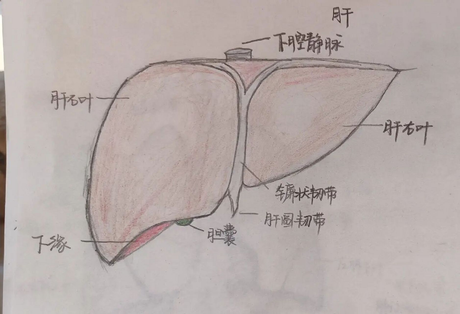 肝脏的脏面观手绘图图片