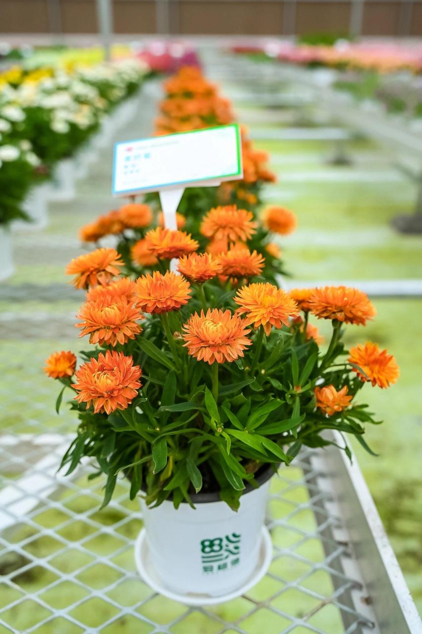 麦秆菊喜温暖,生长适温为15℃~25℃,忌酷热,夏季温度高于34℃时明显