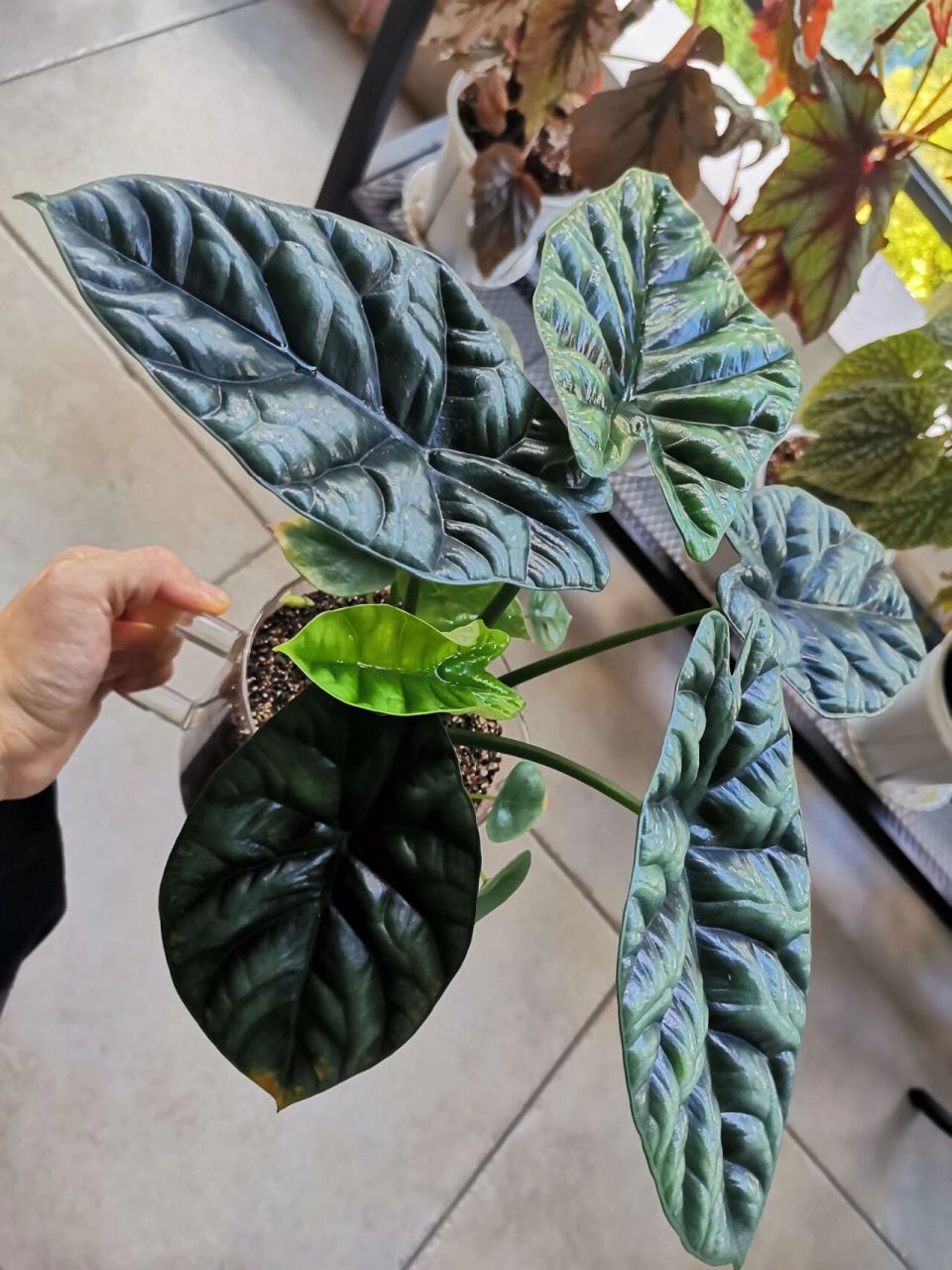 魔镜海芋 长势迅猛的魔镜海芋,纯蛭石养护已经几个月了,叶子健康,株型