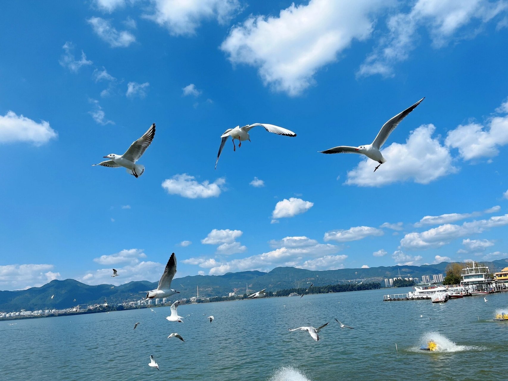 海鸥 海埂大坝 昆明 真的很治愈!