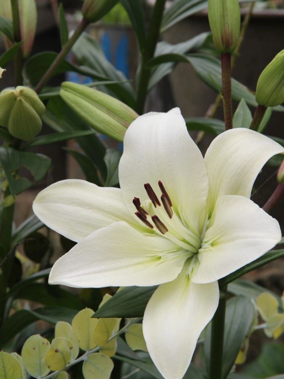 百合 百合品种:西伯利亚百合 花朵真的好多,而且花杆又粗又壮,开的