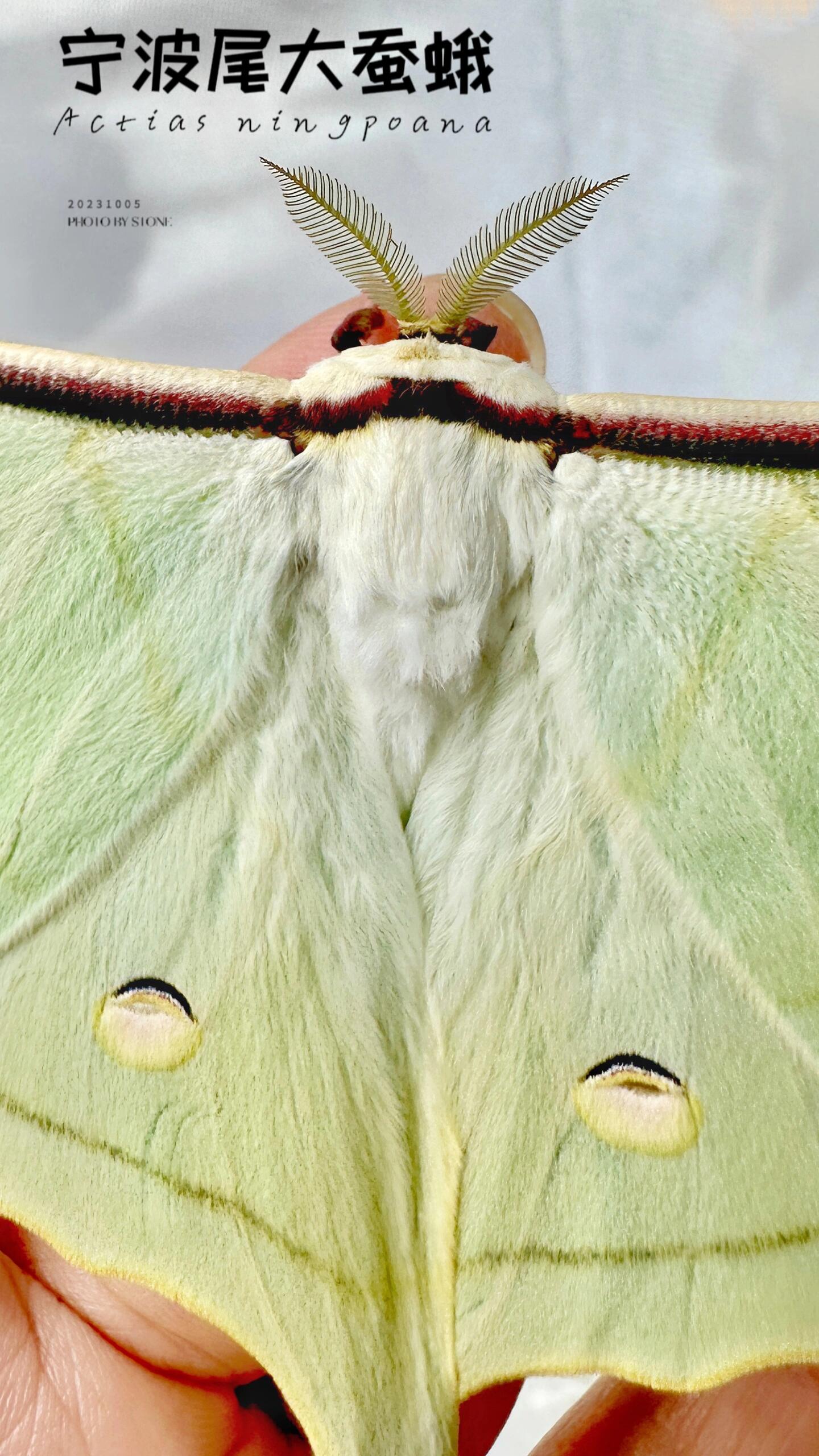 昆虫记—宁波尾大蚕蛾