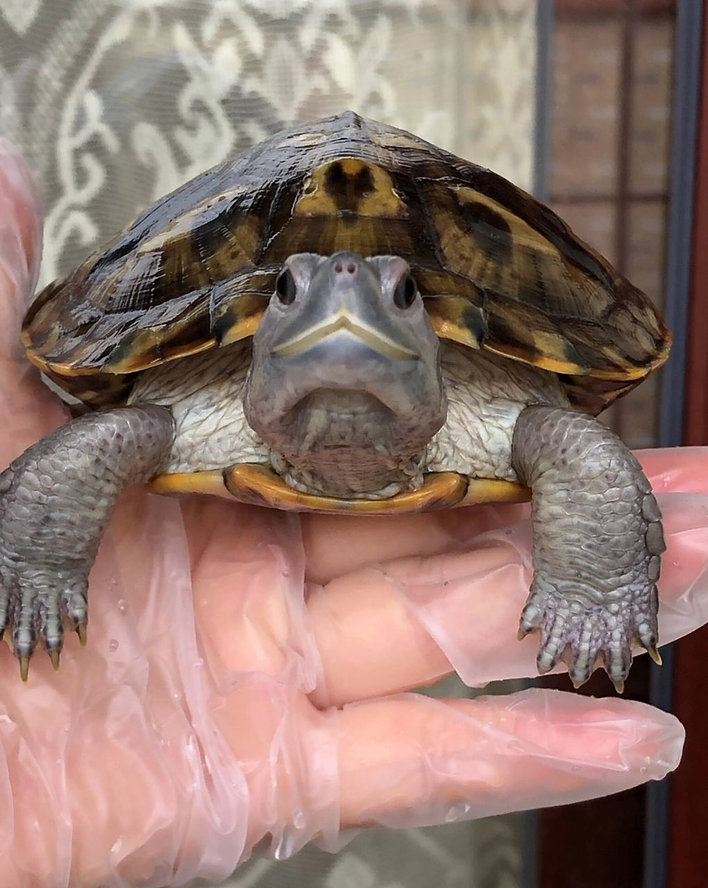 极品双魔眼黑巴西龟粗鞭公751525cm 懂货的来 特色背甲,品相如图