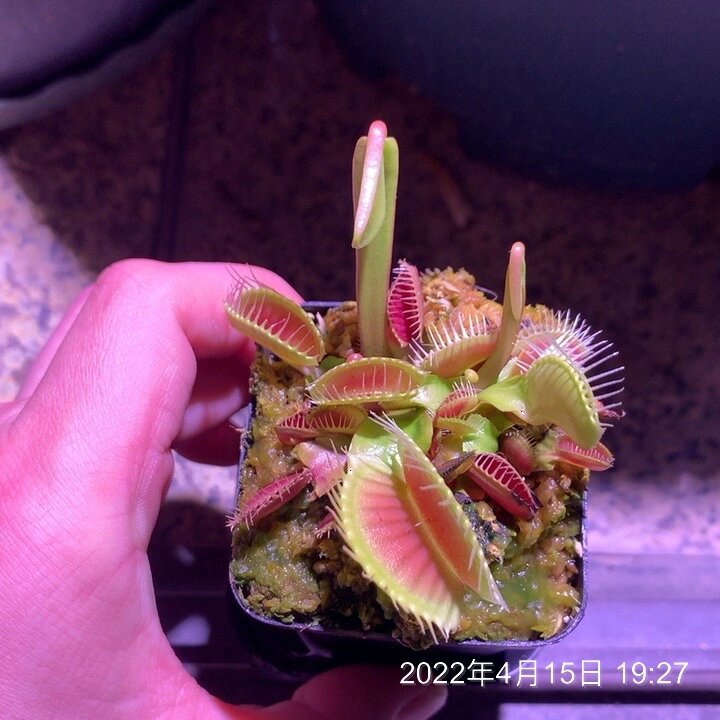捕蝇草的变化(纯灯养) 太久没去留意它了,温度回暖开始发奋图强了