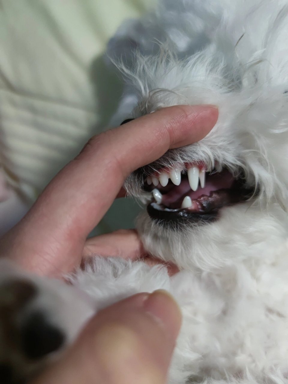 求助 狗狗这是长了双排牙吗 今天才发现有一边犬牙旁边有个长尖牙