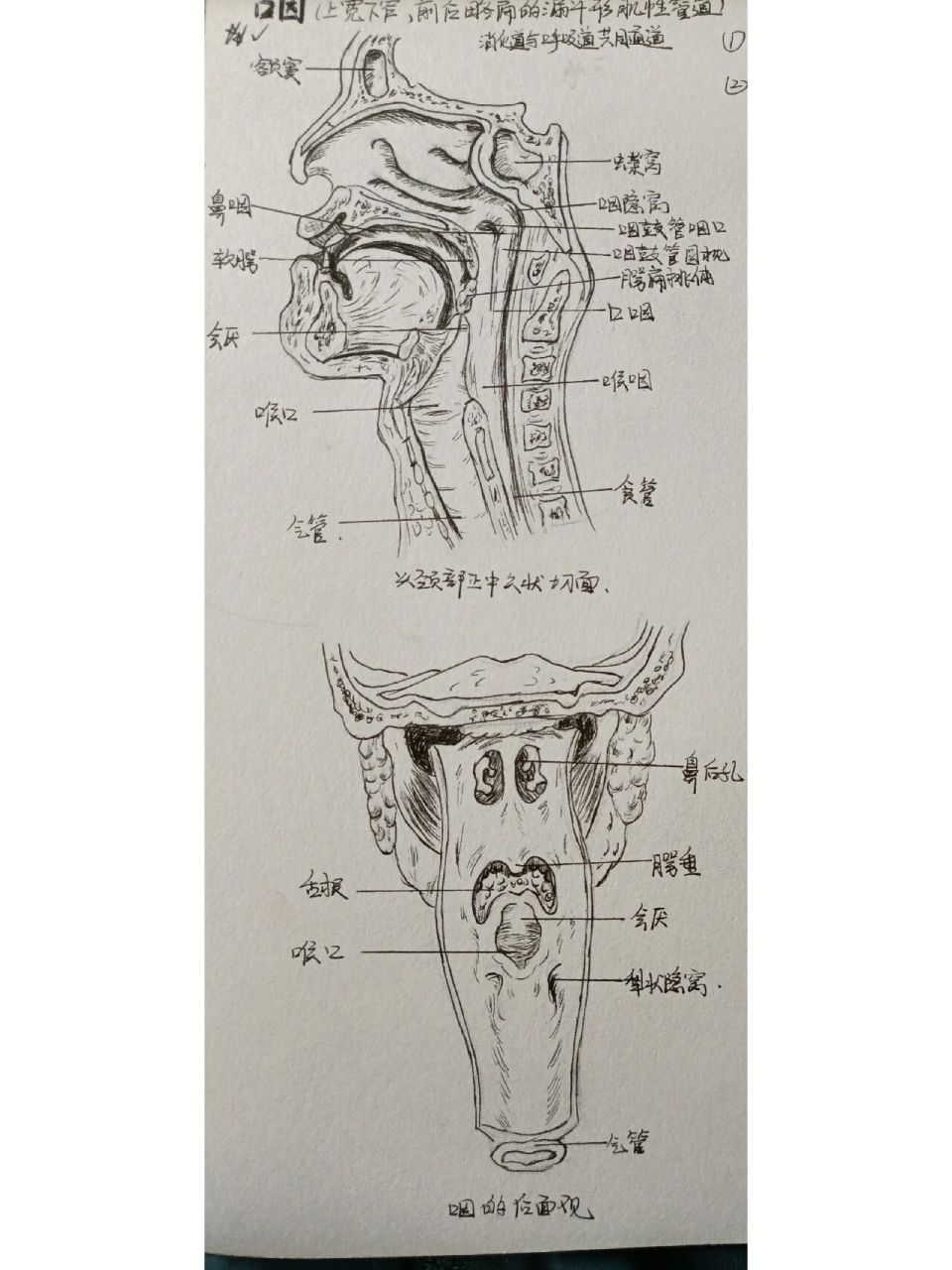 咽解剖图手绘图片