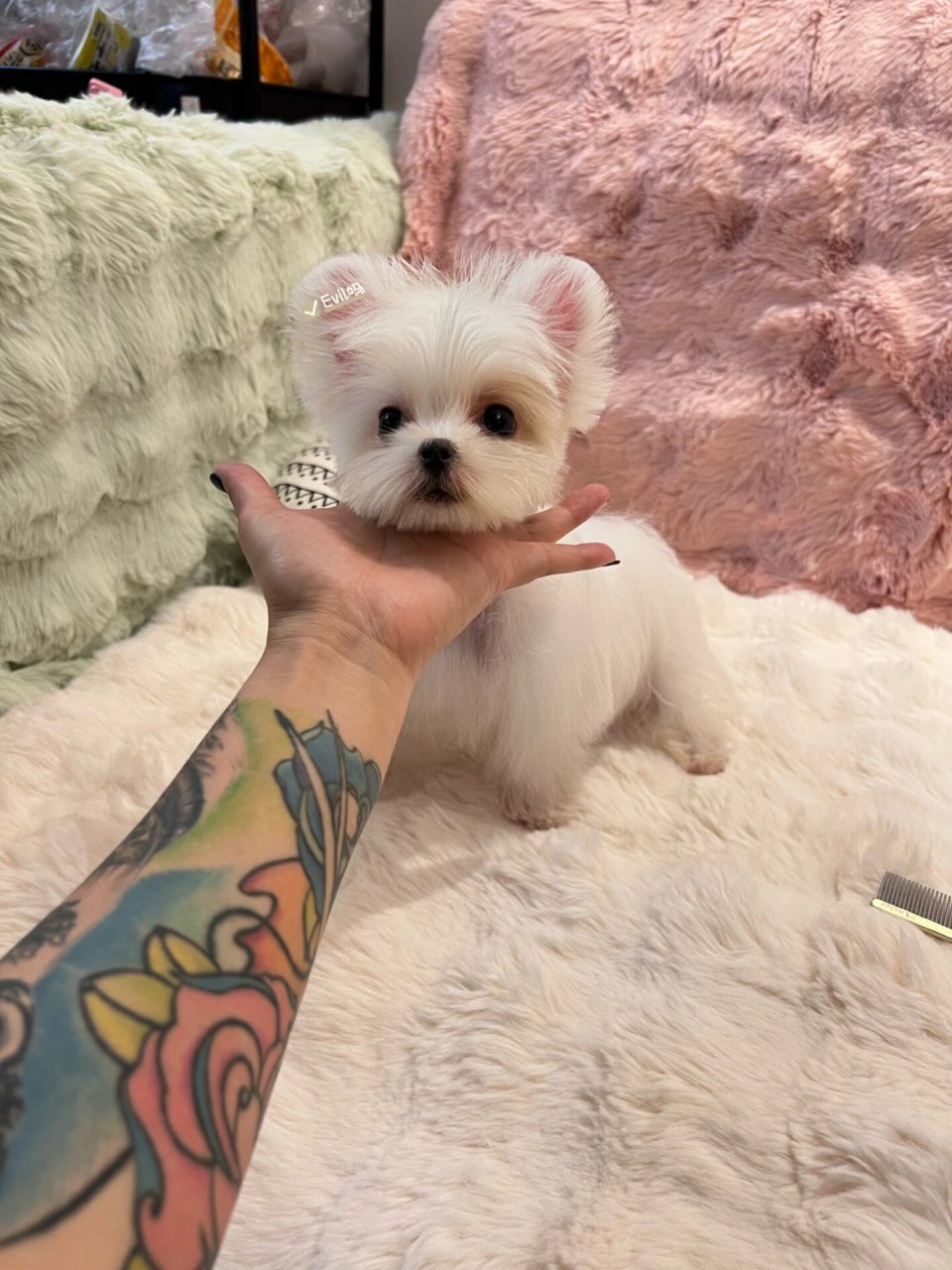 纯白色约克夏,世间孤品,独一份 真正的独一无二,纯白色约克夏 	 纯白