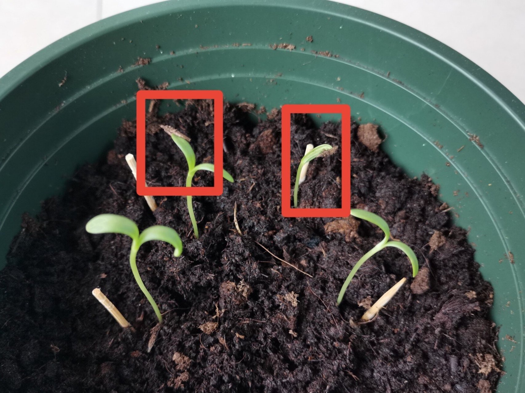 波斯菊叶子焉了 03-24 这两颗苗发芽了好几天,壳都没掉,然后我就手动