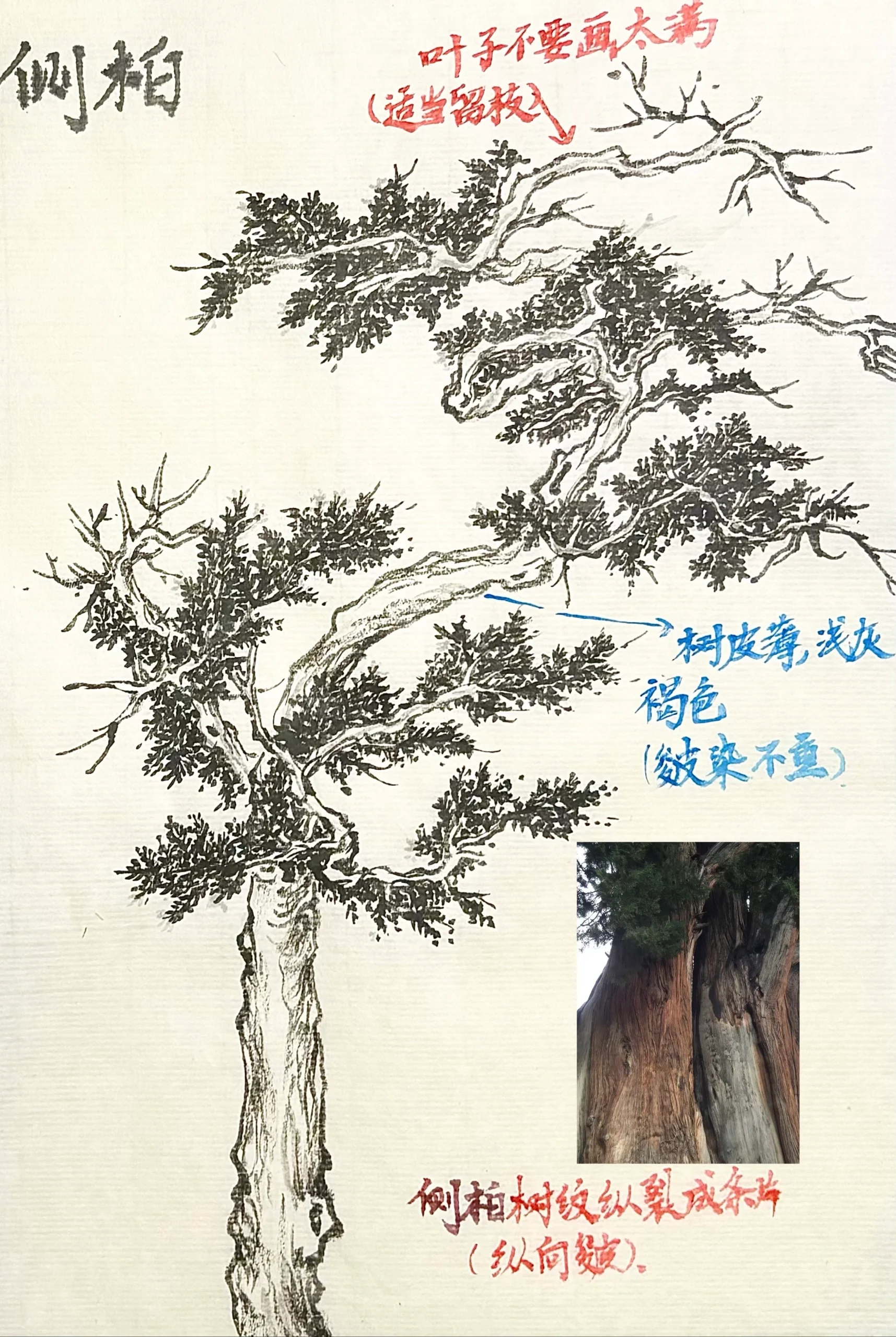 柏树分类:侧柏 如古人所说:"愿持柏叶寿,长奉万年欢".