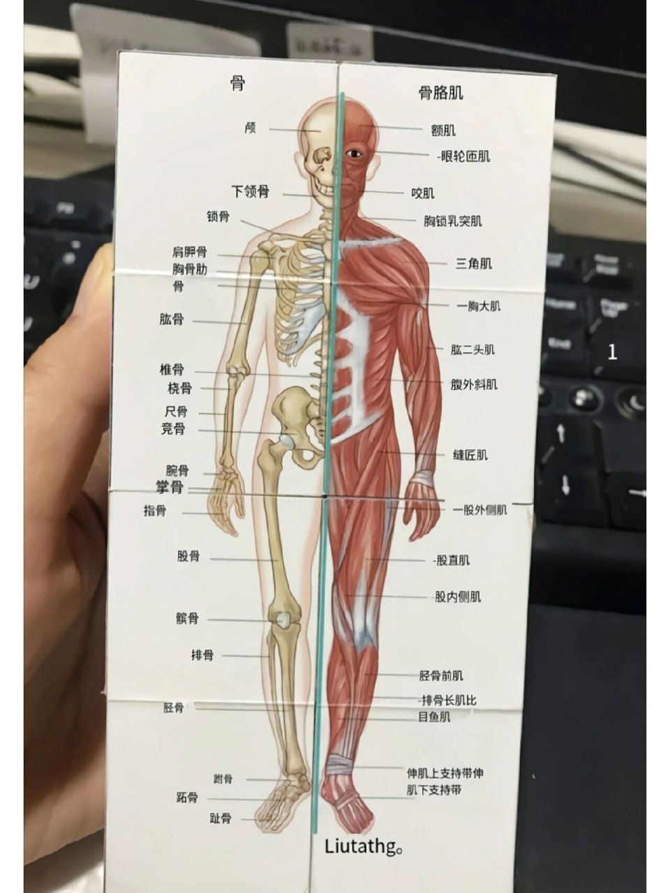 人体解剖图 解剖图来了